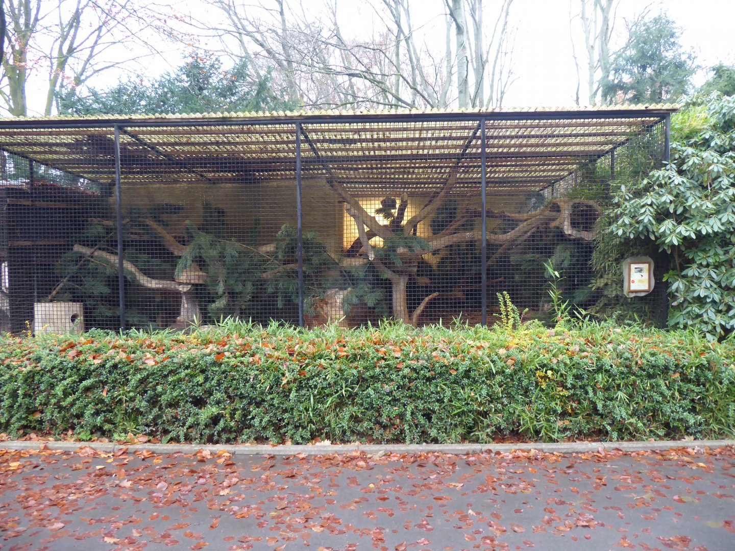 Jaguarundi enclosure 021219