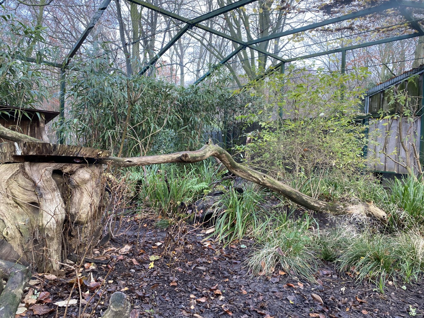 Jaguarundi enclosure 021219