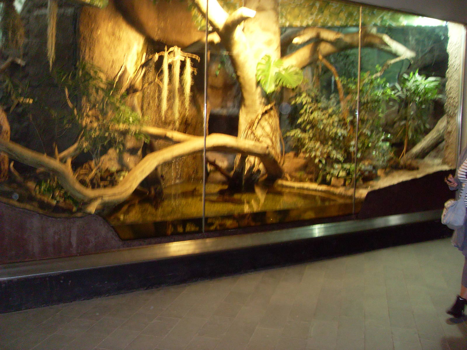 jaguarundi enclosure 030910