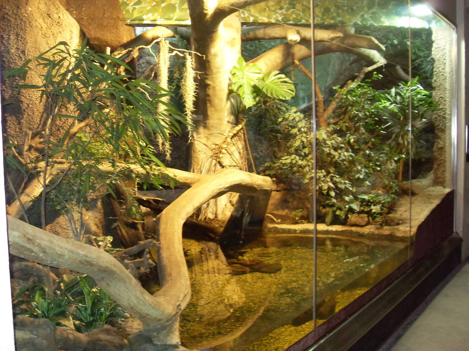 jaguarundi enclosure 030910