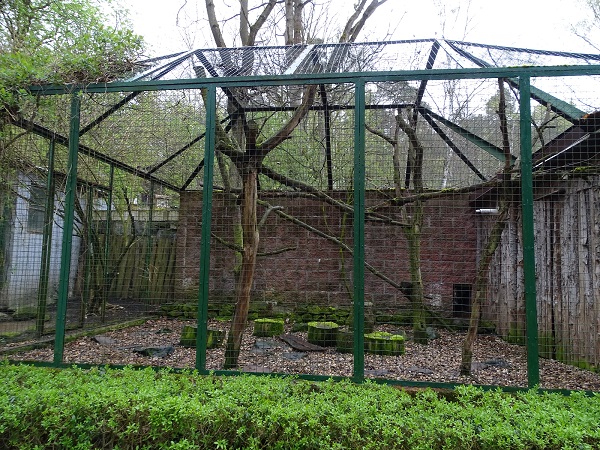 Jaguarundi enclosure (04/23)
