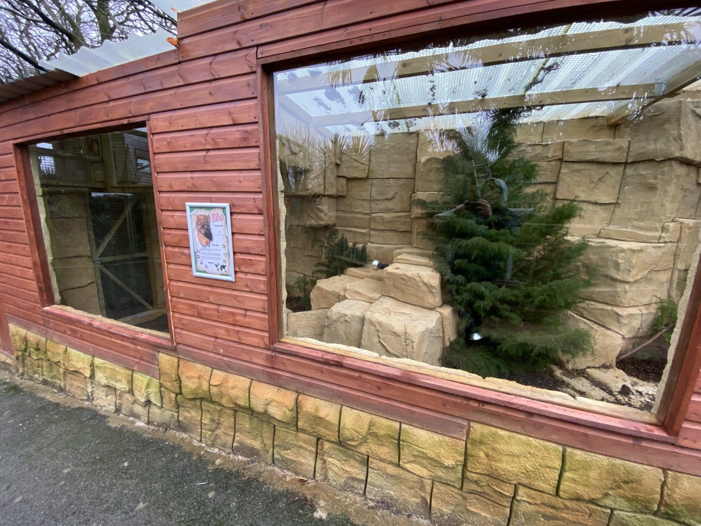 Jaguarundi enclosure 160122