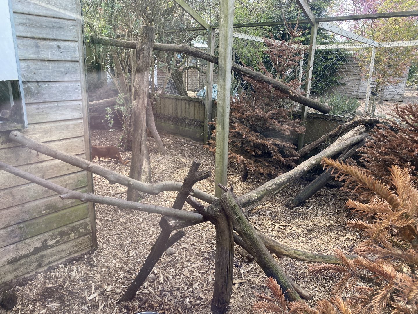 Jaguarundi enclosure 190422