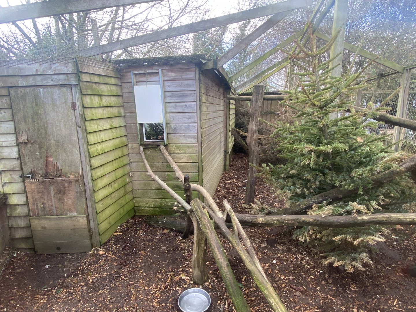 Jaguarundi enclosure 250222