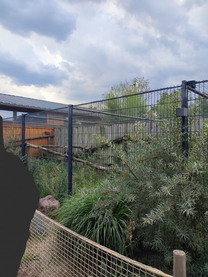 Jaguarundi enclosure - Artenschutzzentrum Grasleben