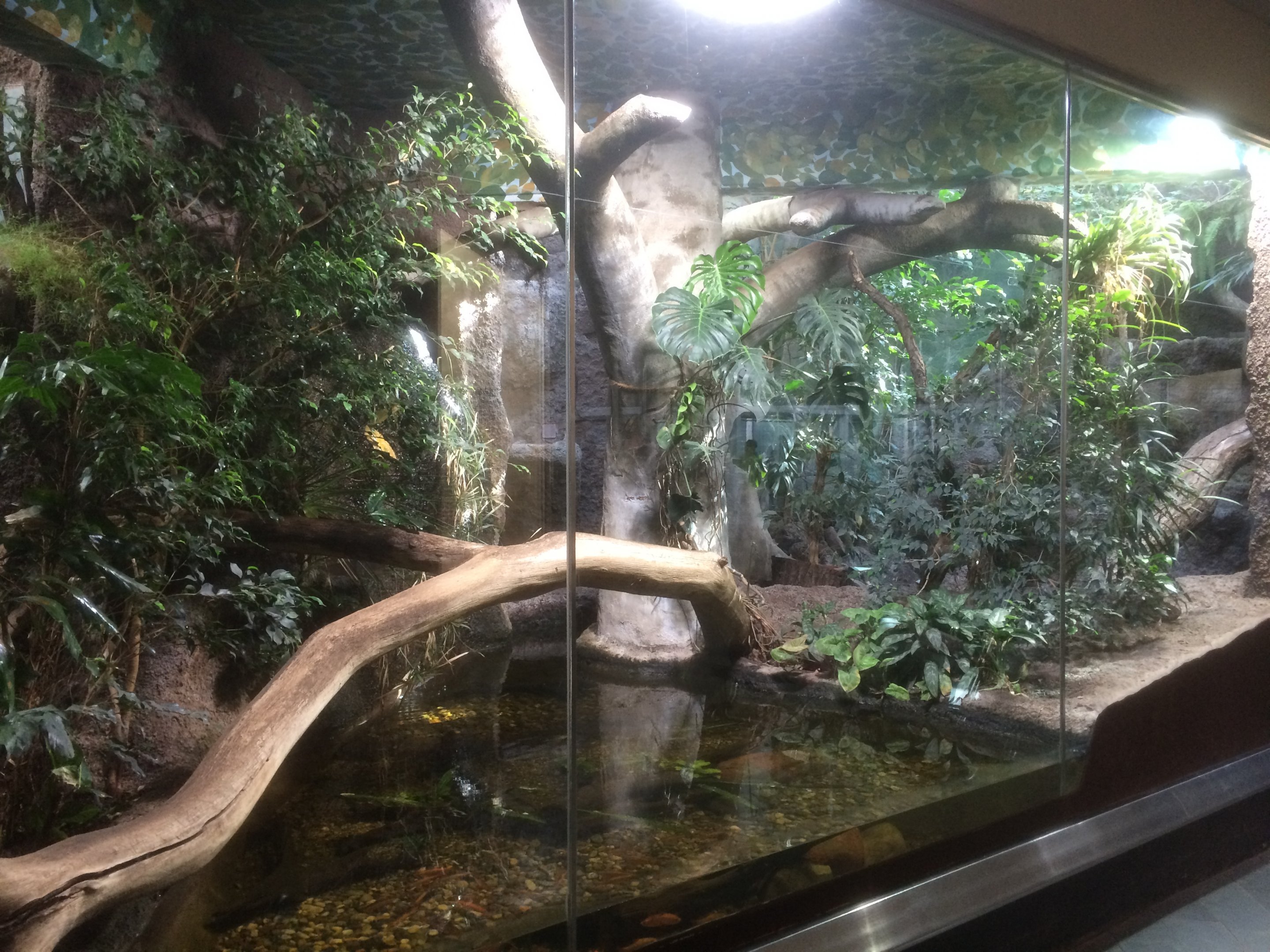 Jaguarundi enclosure