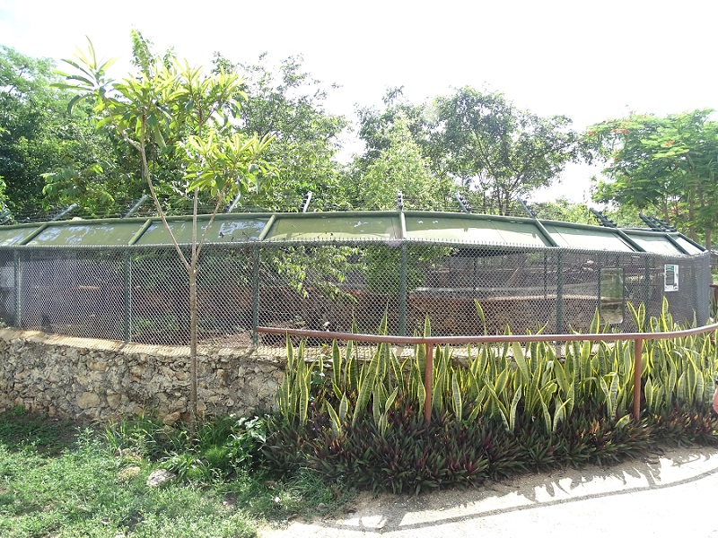 Jaguarundi enclosure