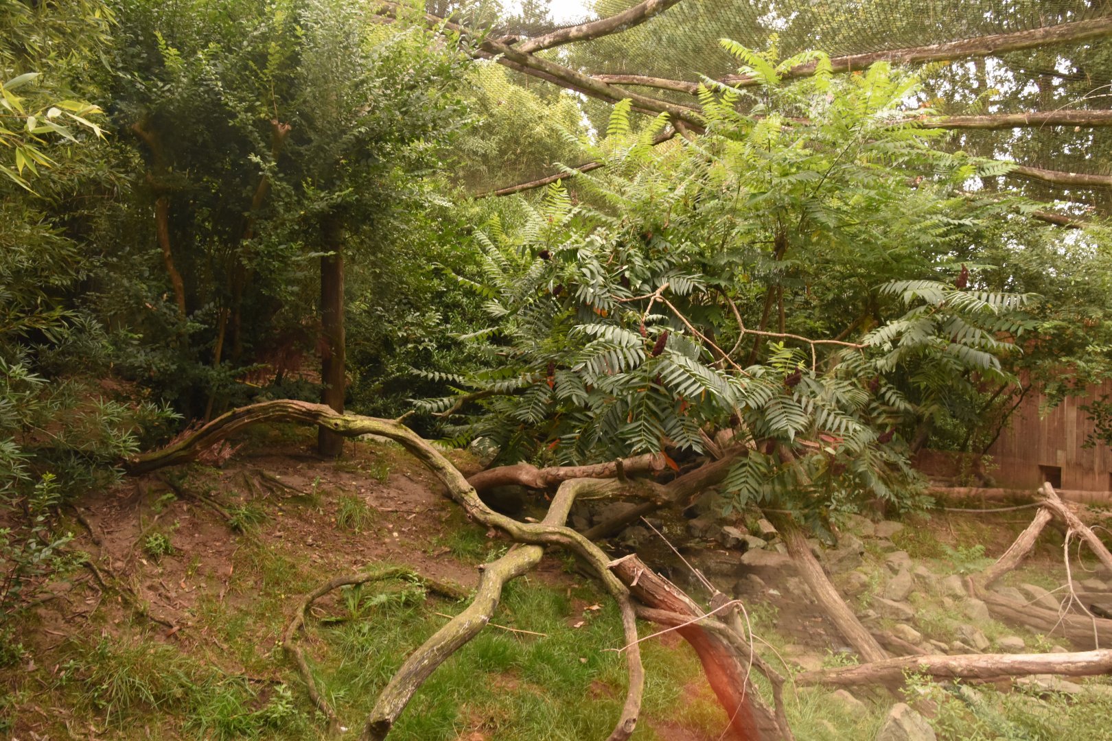 Jaguarundi enclosure