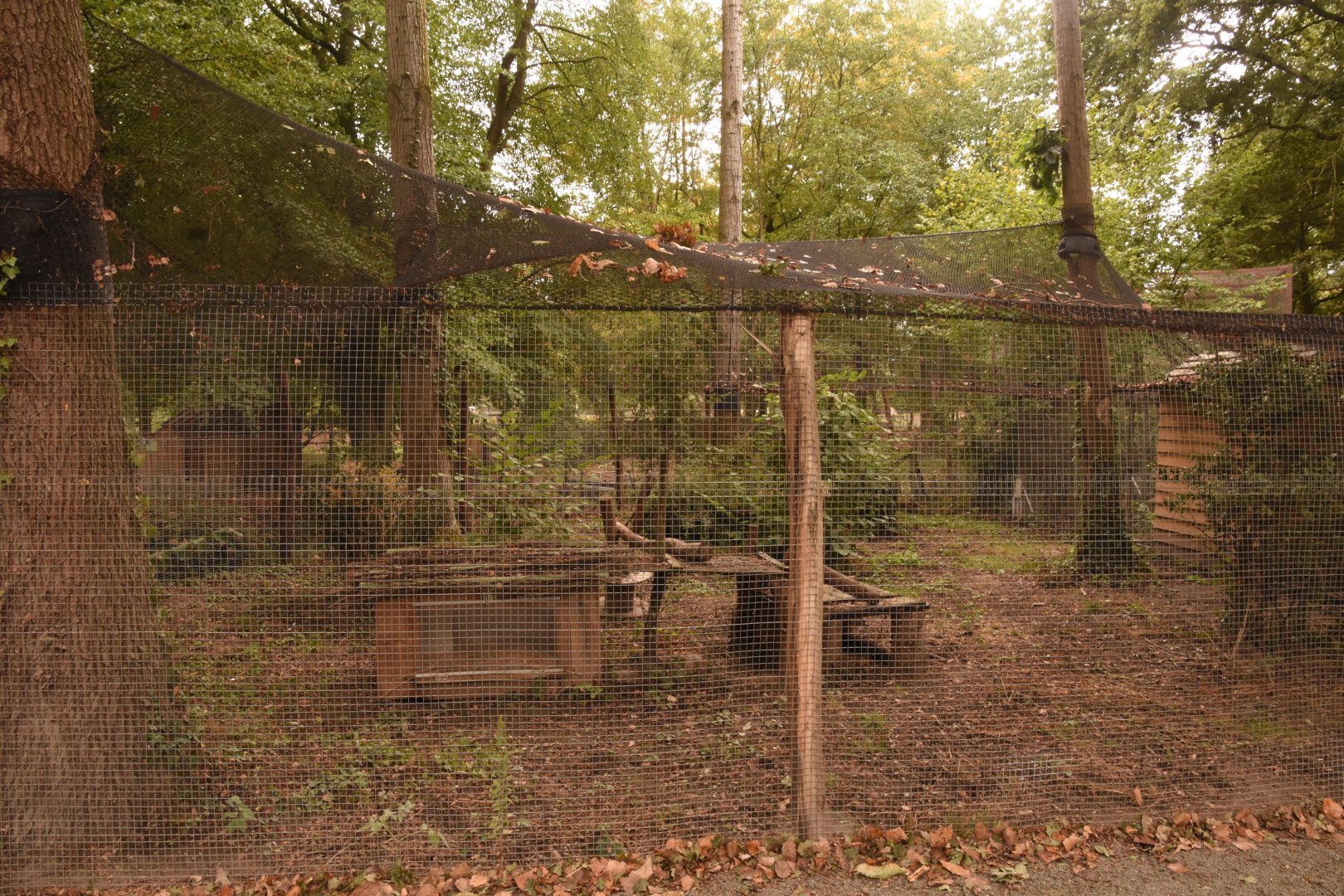 Jaguarundi enclosure