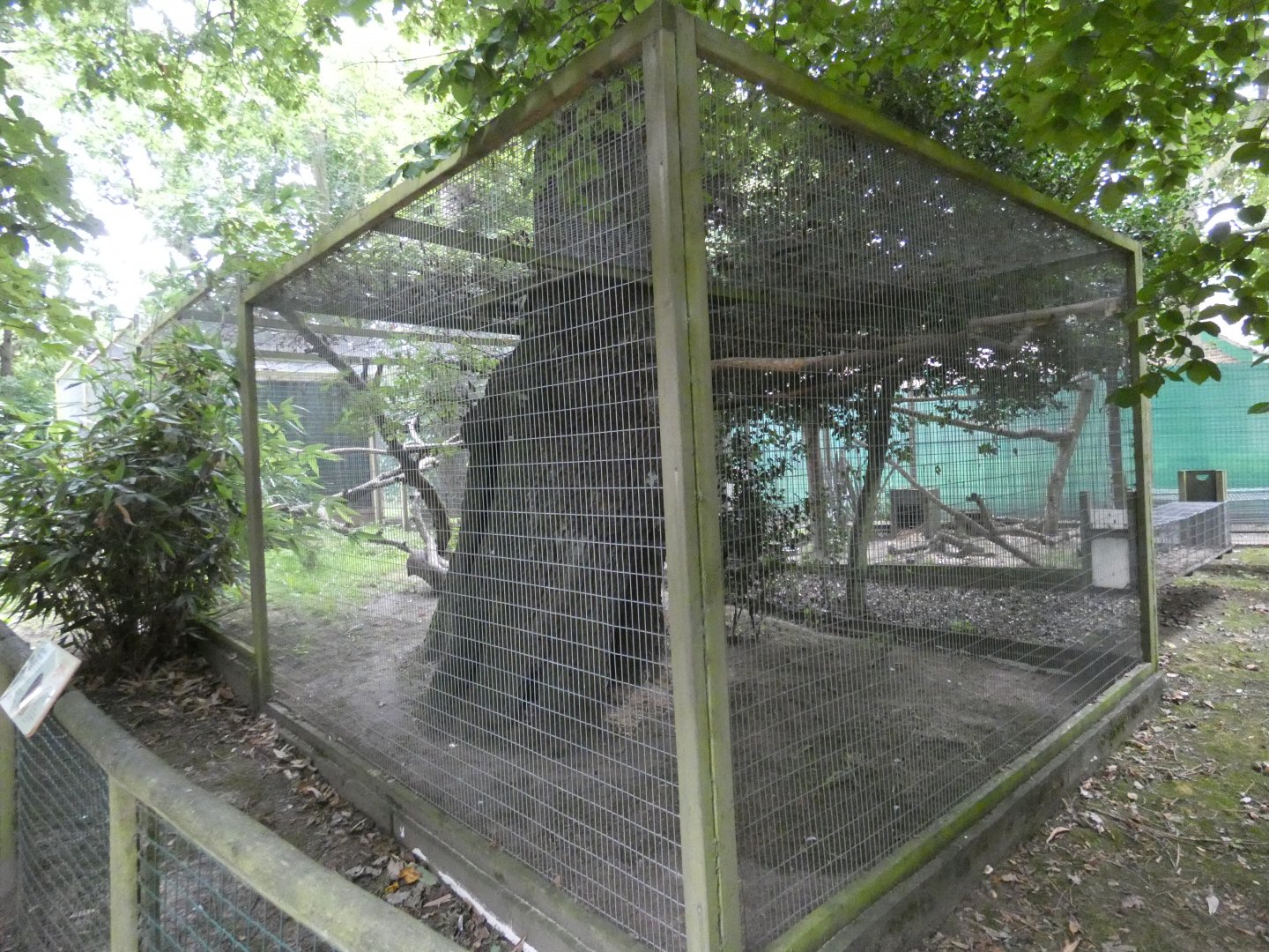 Jaguarundi enclosure