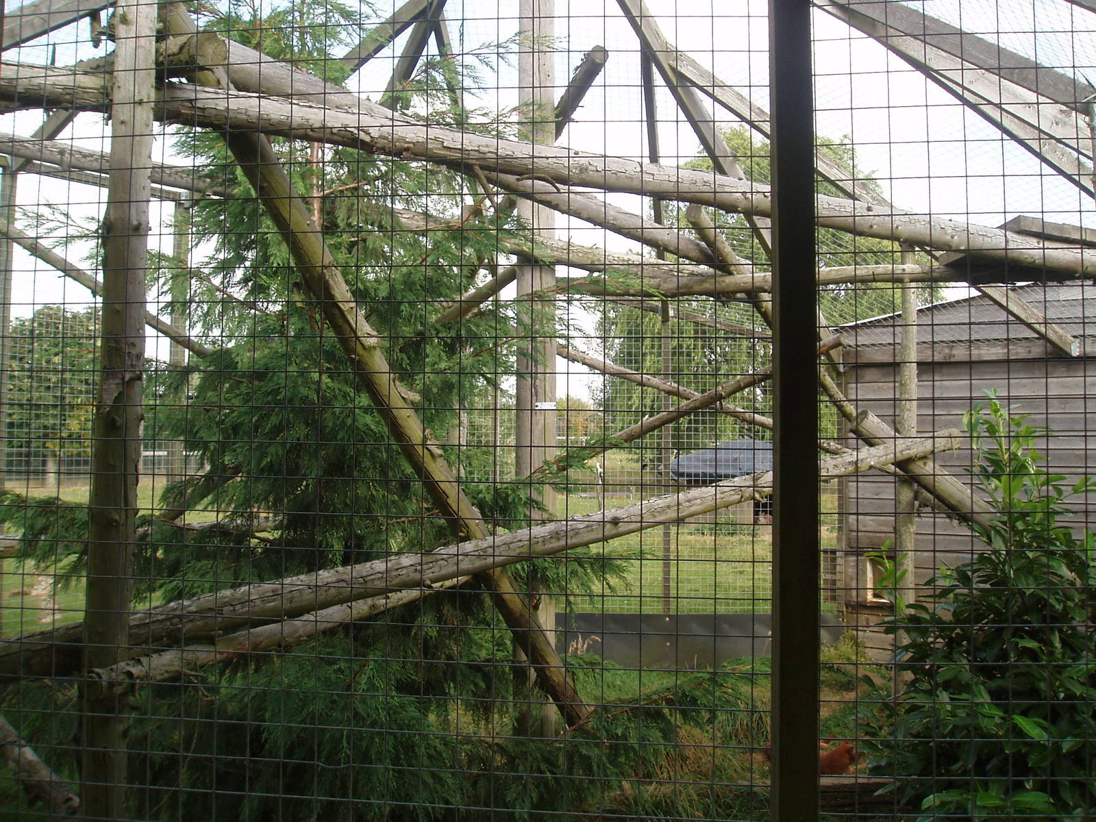 Jaguarundi enclosure