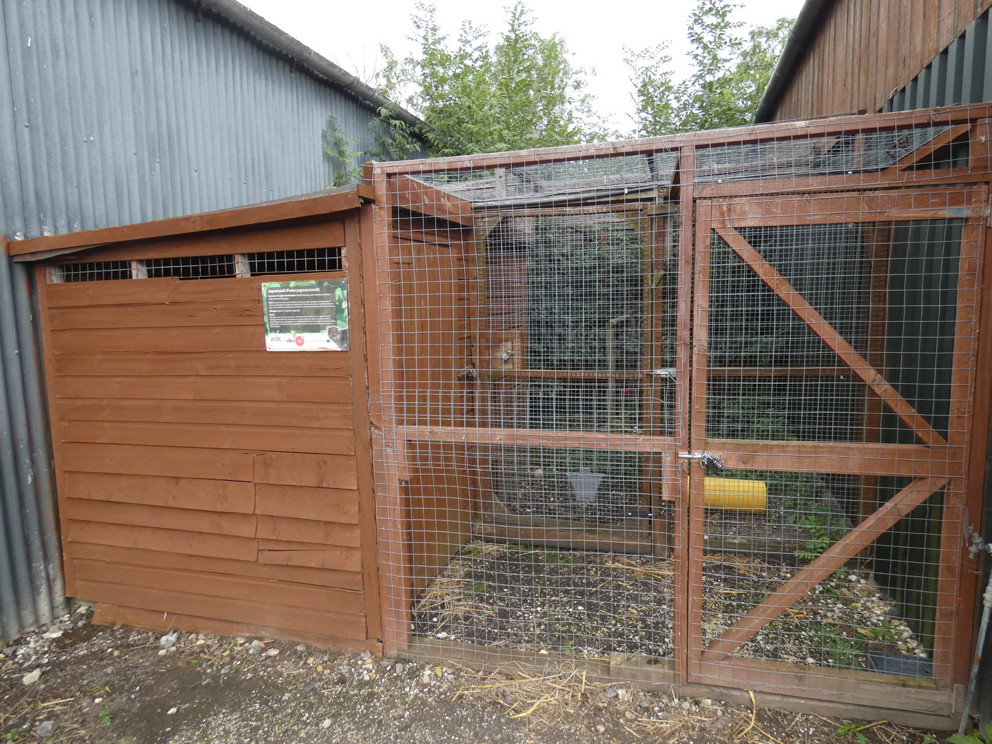 Jaguarundi enclosure