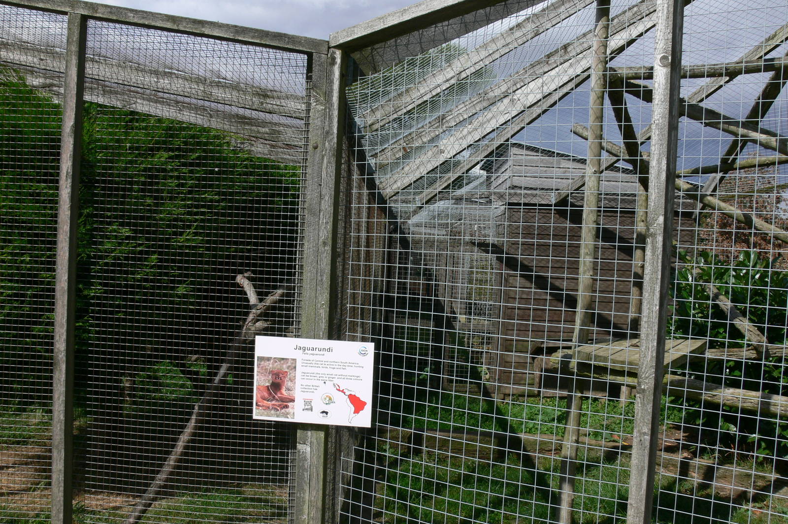 Jaguarundi Enclosures at Hamerton Zoo, 23/08/14