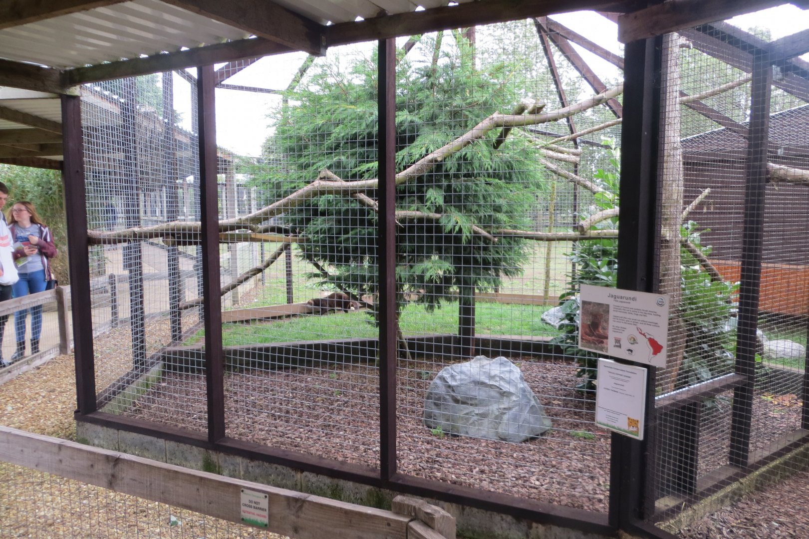 Jaguarundi exhibit 100819