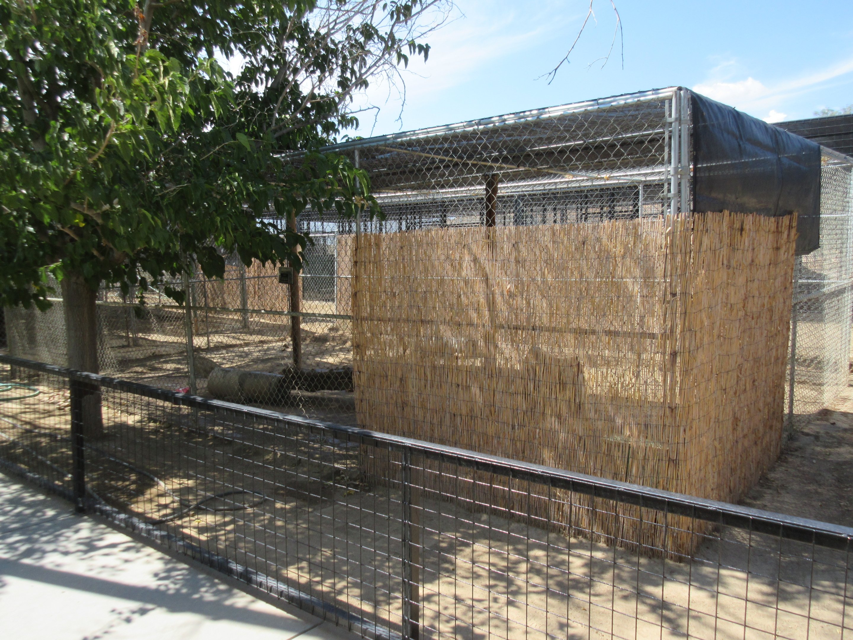 Jaguarundi Exhibit #2