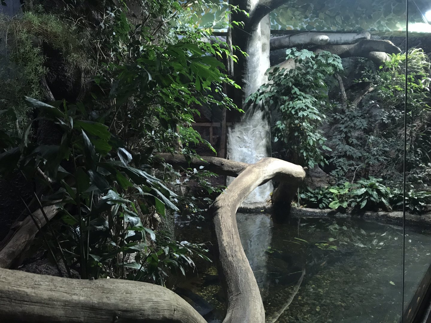 Jaguarundi exhibit 290118
