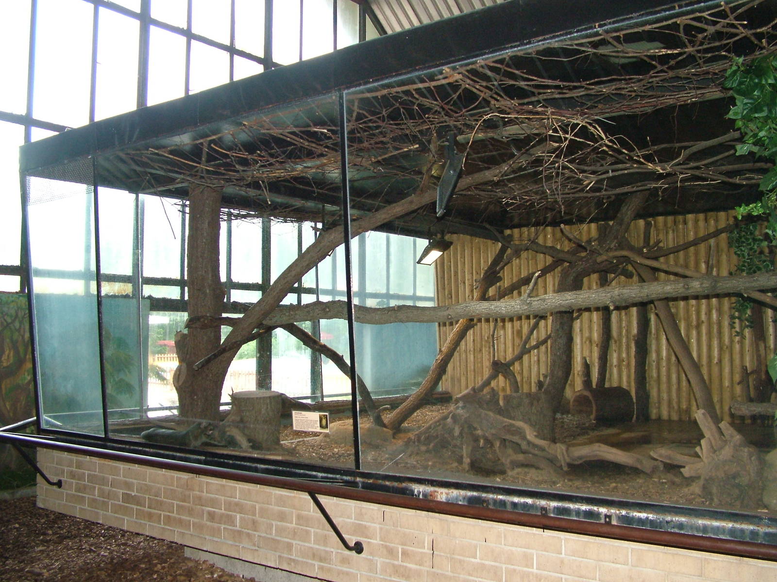 Jaguarundi exhibit at Brno, 27/05/10