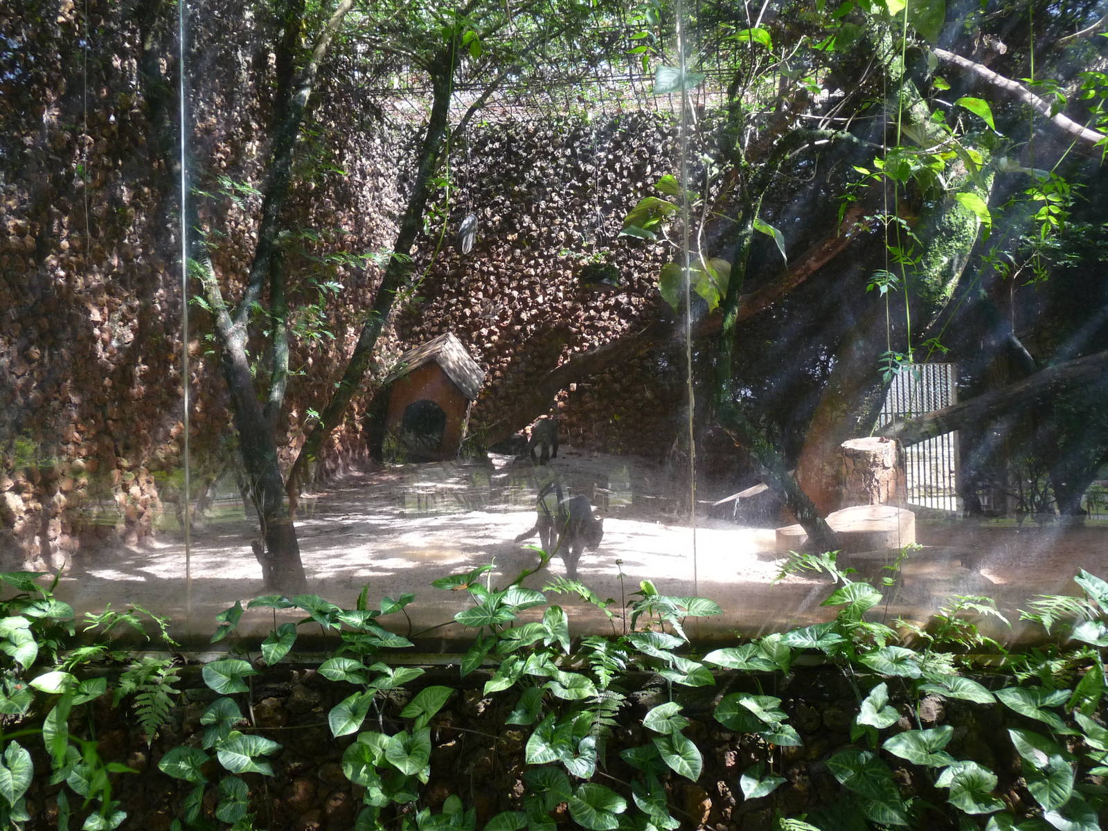 jaguarundi exhibit brasilia zoo