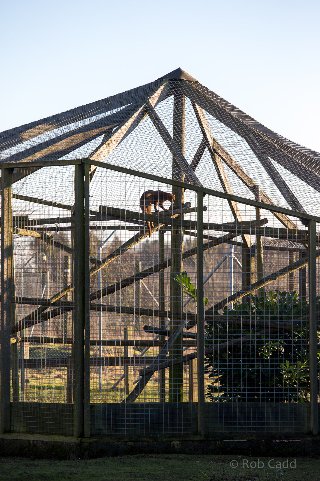 Jaguarundi (exhibit) : Hamerton : 18 Jan 2015