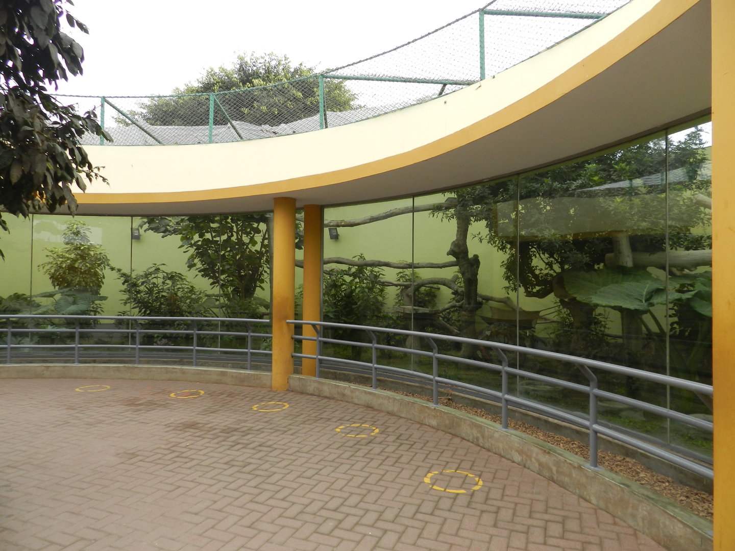 Jaguarundi exhibit - Parque de Las Leyendas