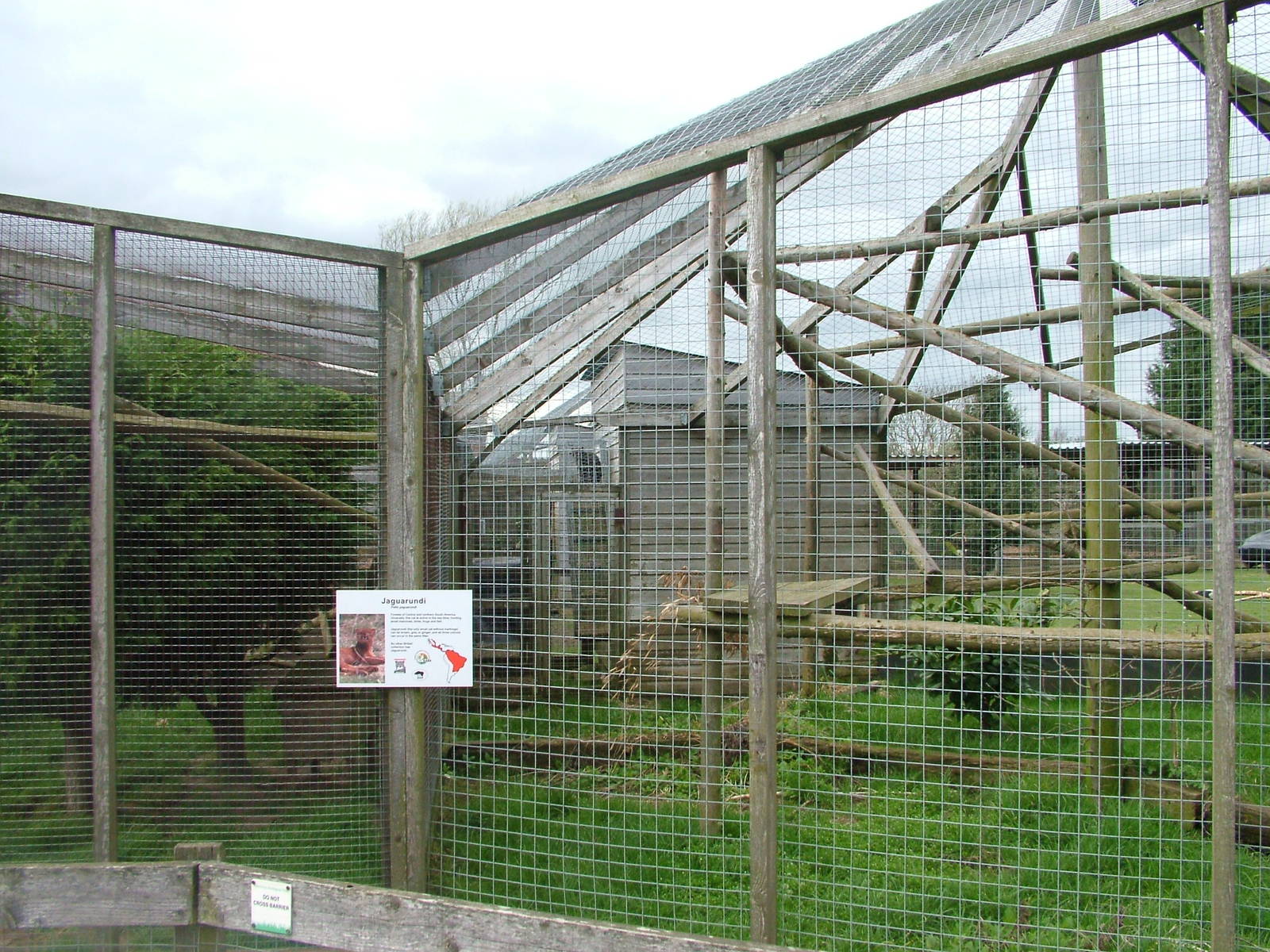 Jaguarundi exhibits at Hamerton 05/04/10