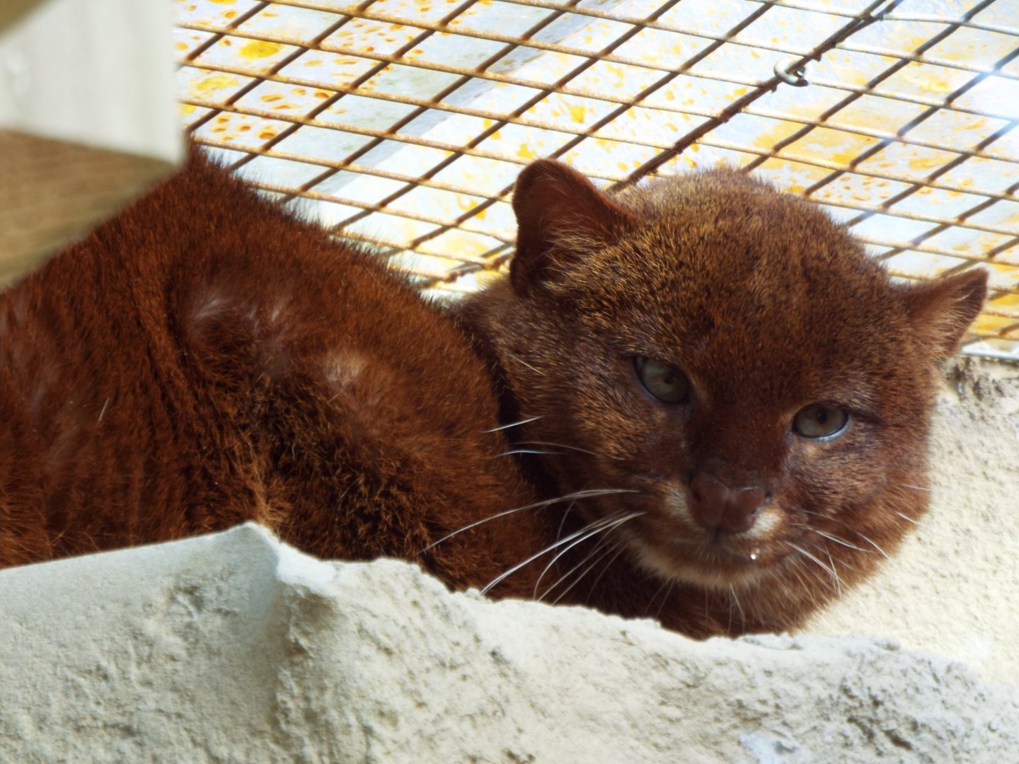 Jaguarundi, Exmoor Zoo