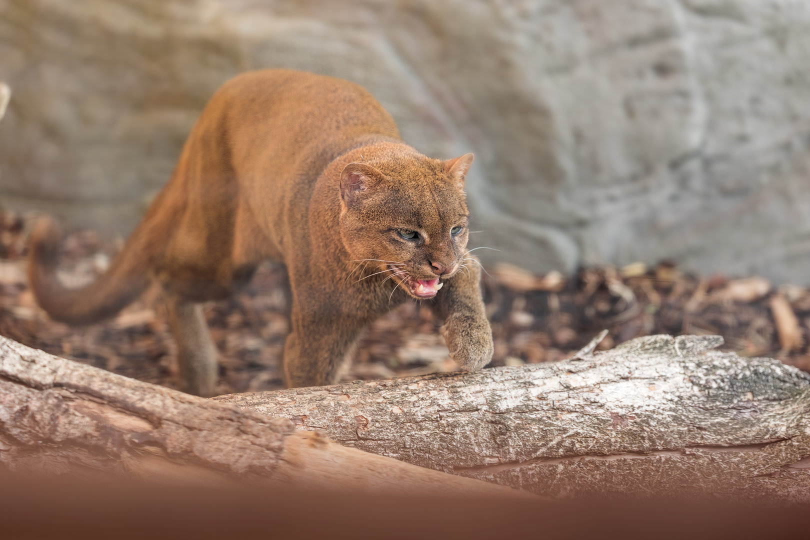 Jaguarundi (F) / Hamerton / 19-10-22