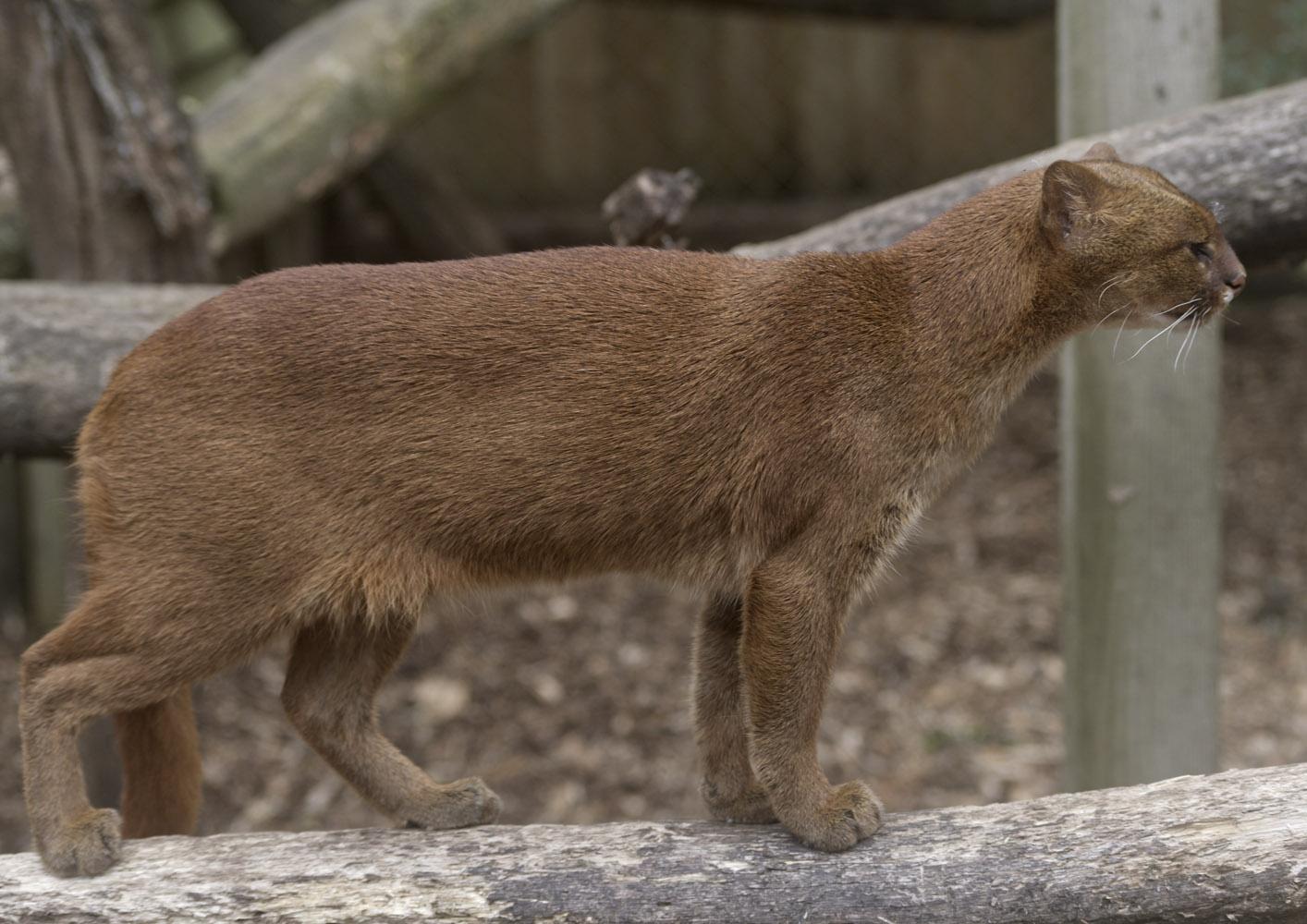 Jaguarundi female