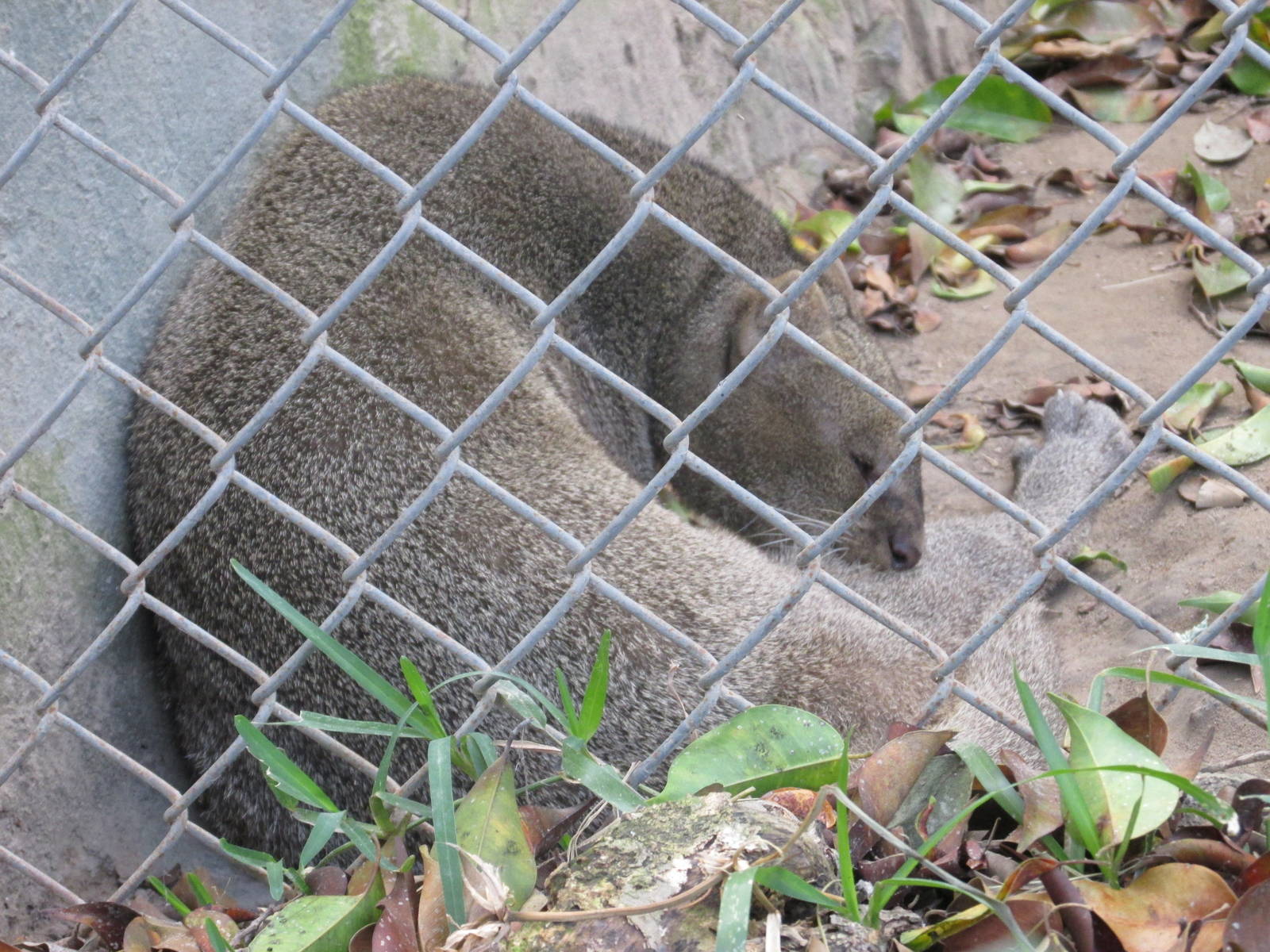 jaguarundi guadalajara zoo