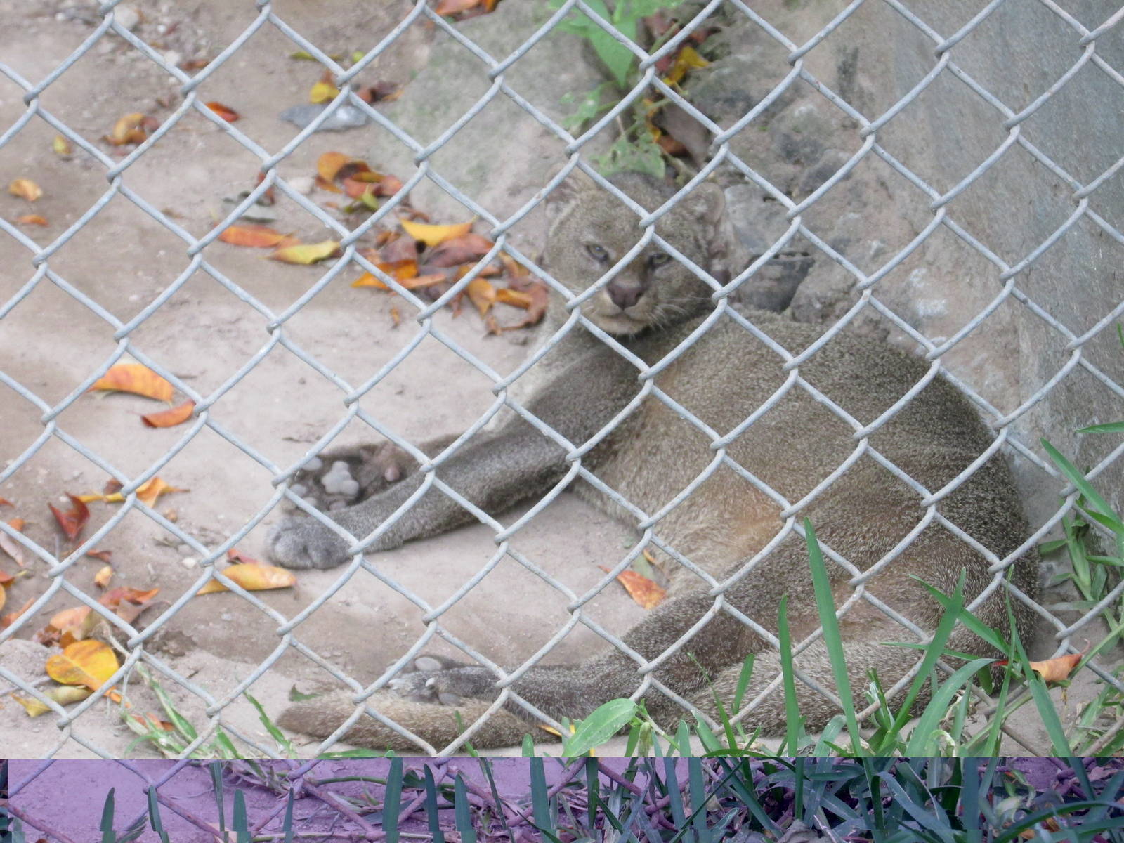 jaguarundi guadalajara zoo