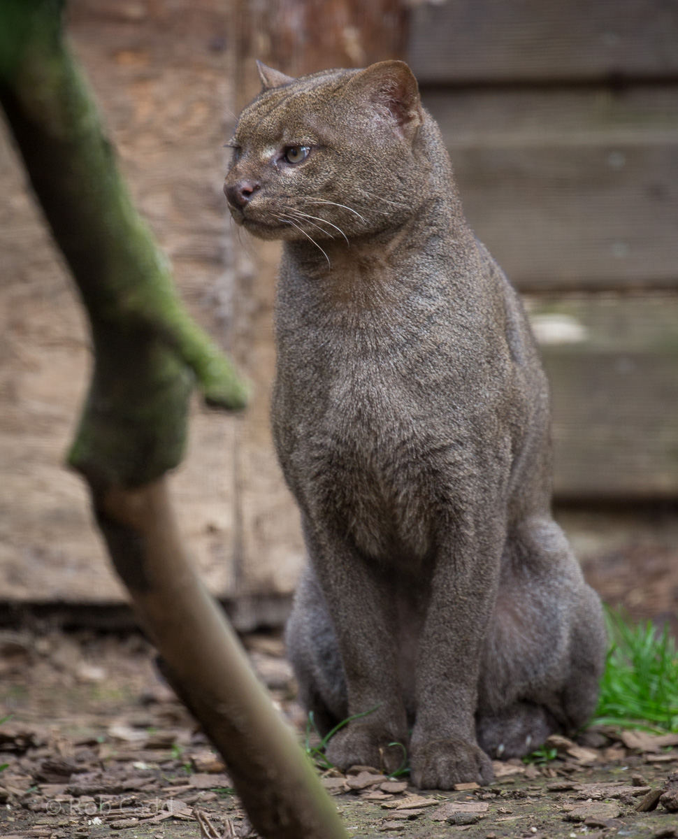 Jaguarundi : Hamerton : 03 Apr 2016