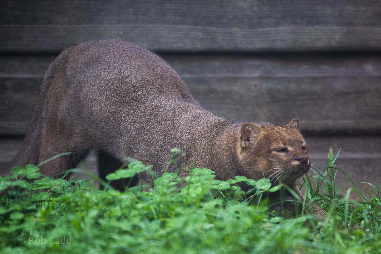 Jaguarundi : Hamerton : 05 Sep 2014