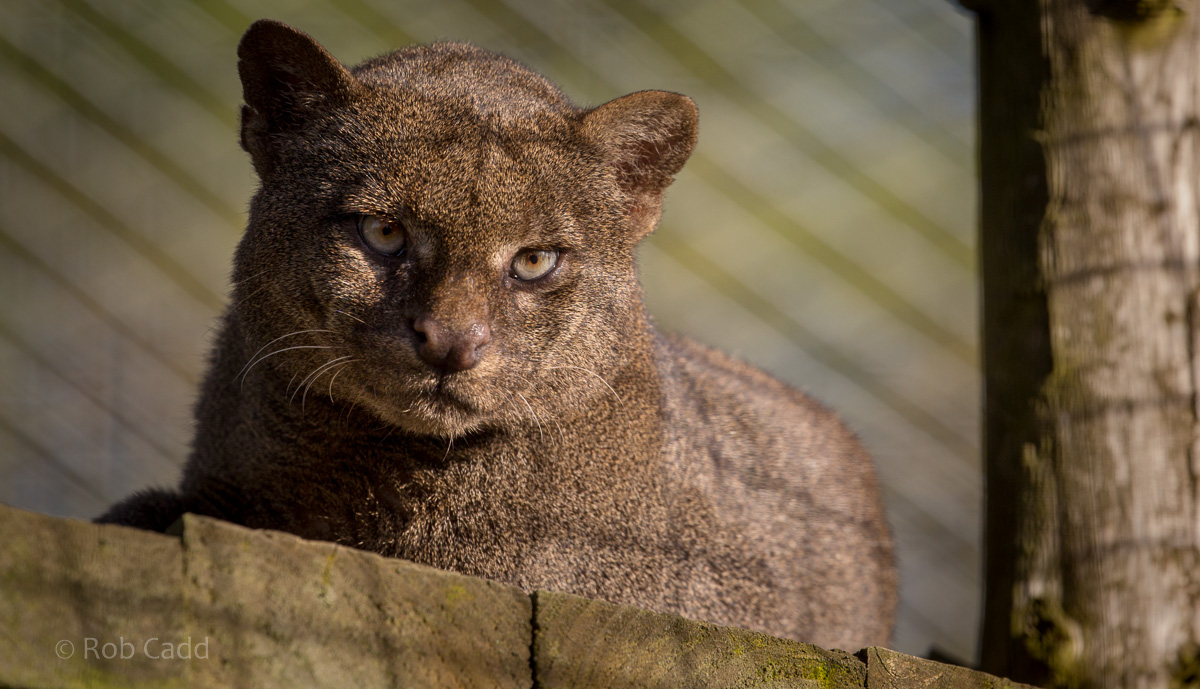 Jaguarundi : Hamerton : 13 Nov 2016