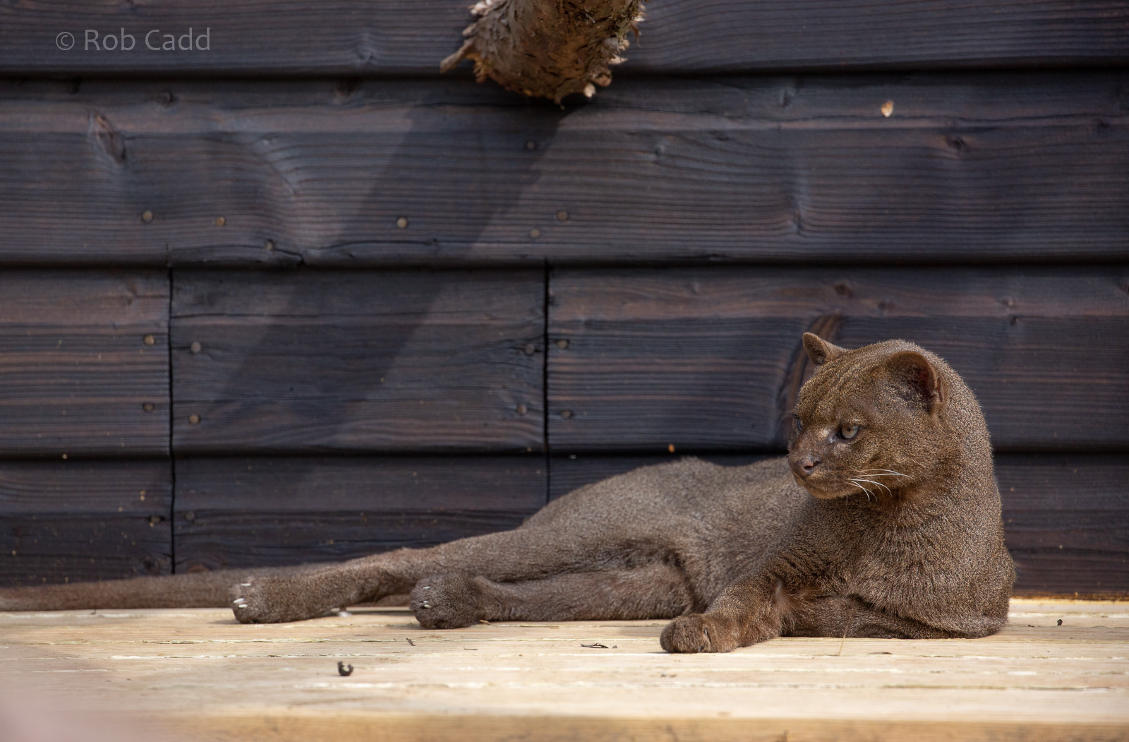 Jaguarundi : Hamerton : 18 May 2018
