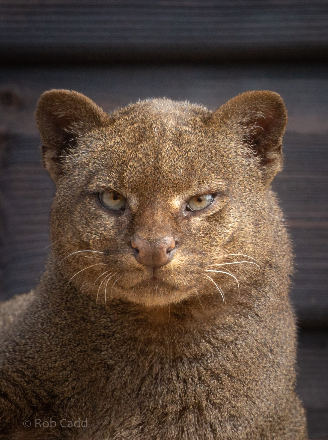 Jaguarundi : Hamerton : 18 May 2018