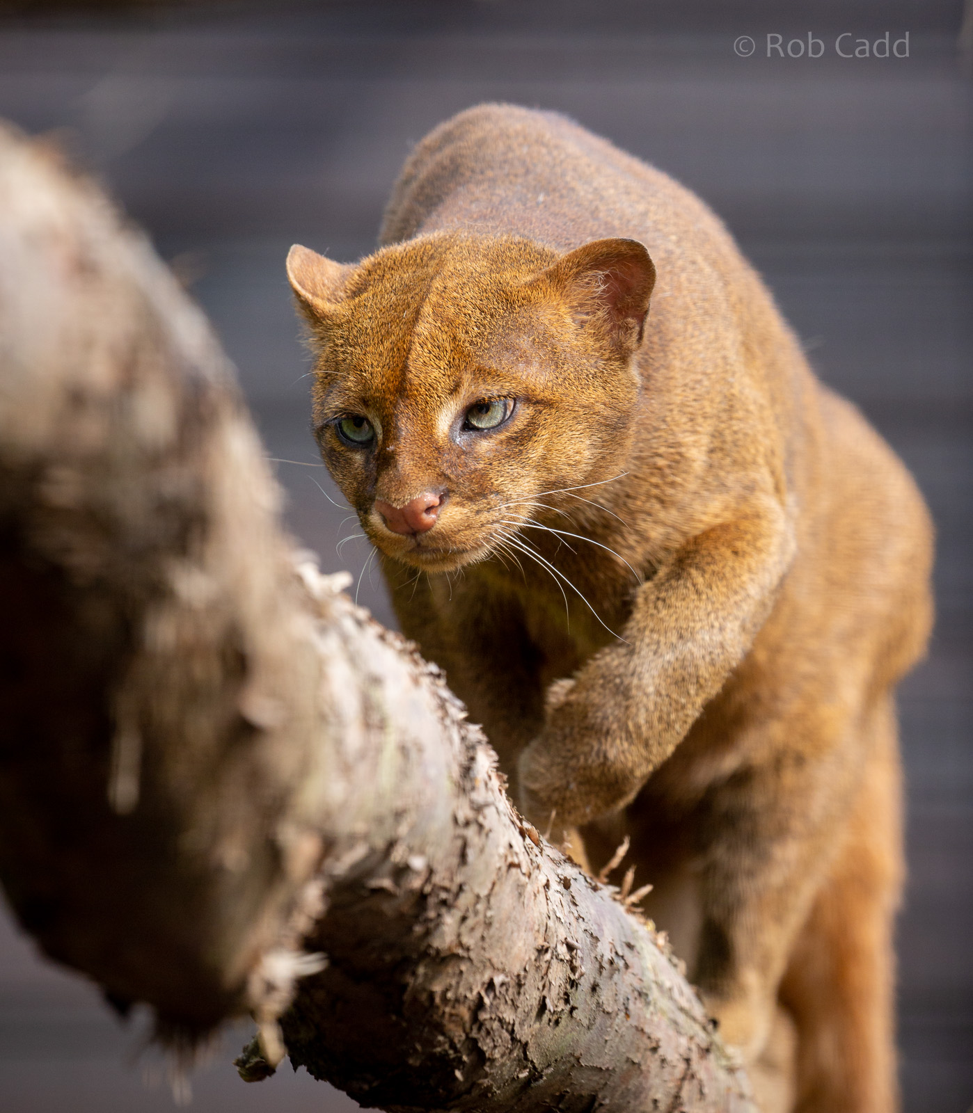Jaguarundi : Hamerton : 18 May 2018