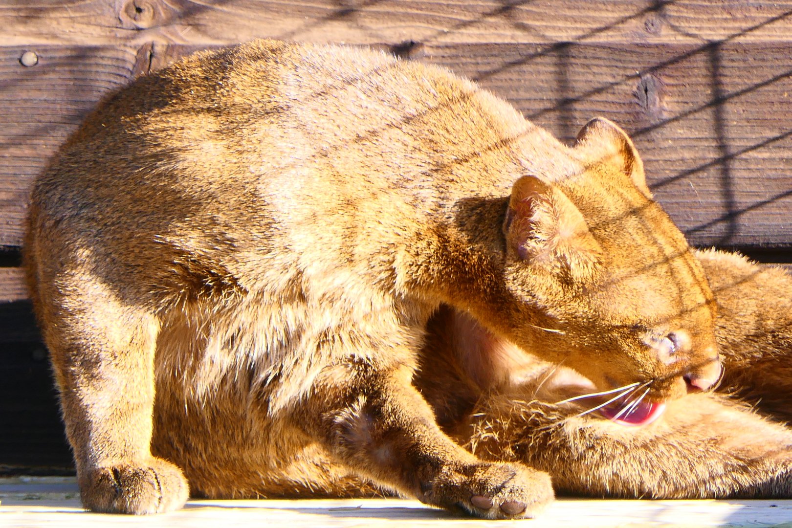 Jaguarundi - Hamerton - 25-2-19