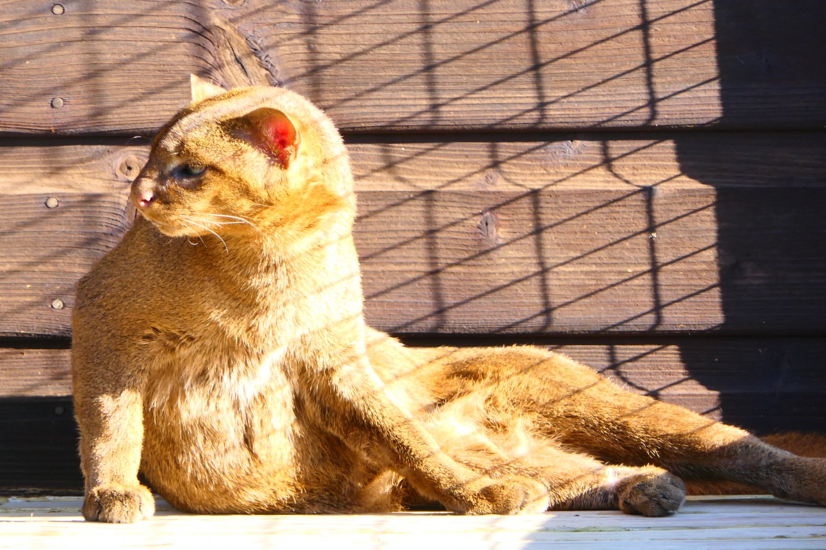 Jaguarundi - Hamerton - 25/2/19