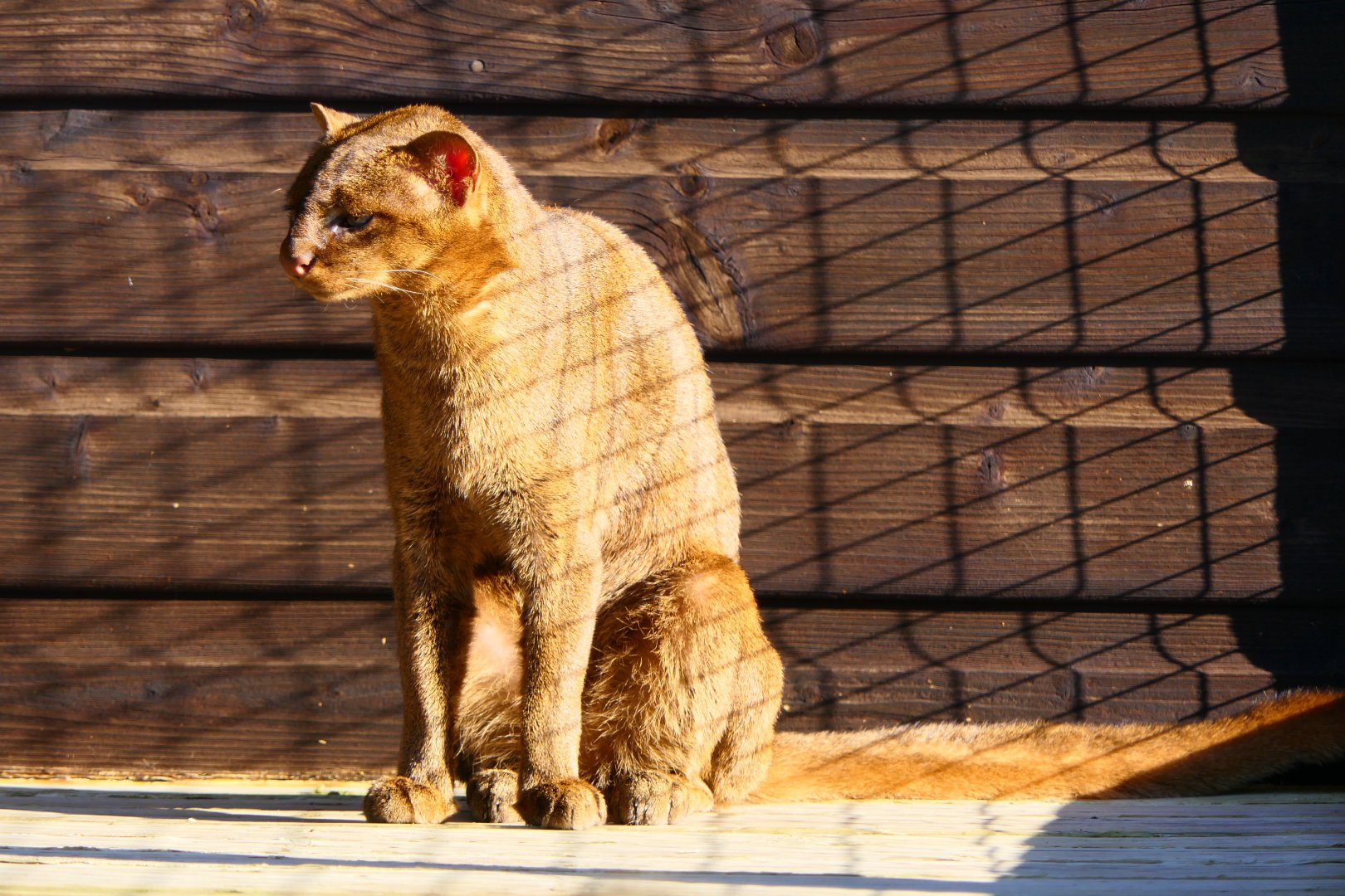 Jaguarundi - Hamerton - 25/2/19