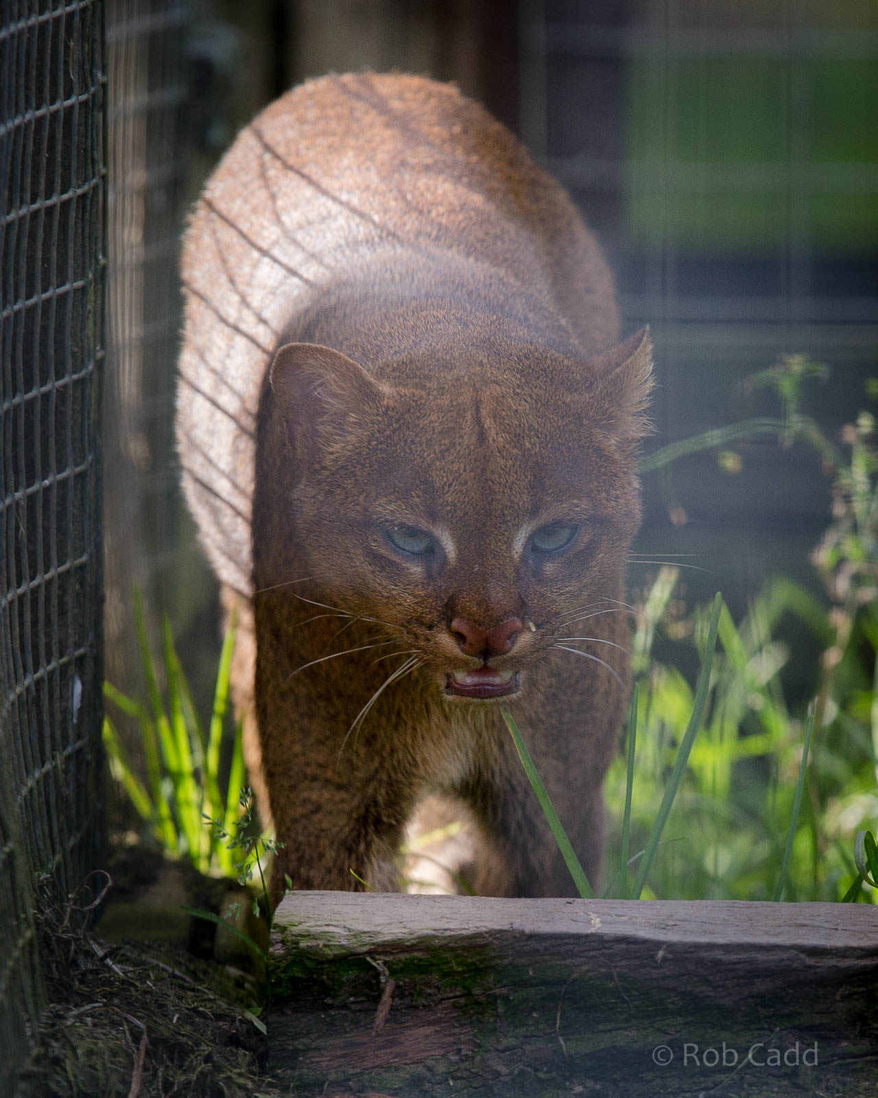 Jaguarundi : Hamerton : 27 Sep 2014