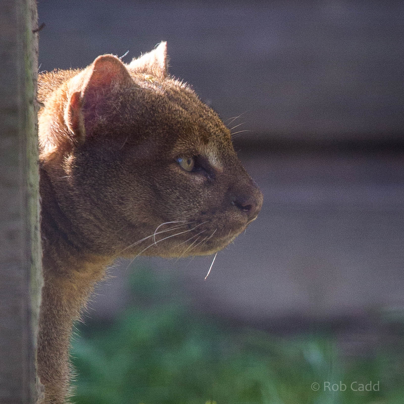 Jaguarundi : Hamerton : 27 Sep 2014