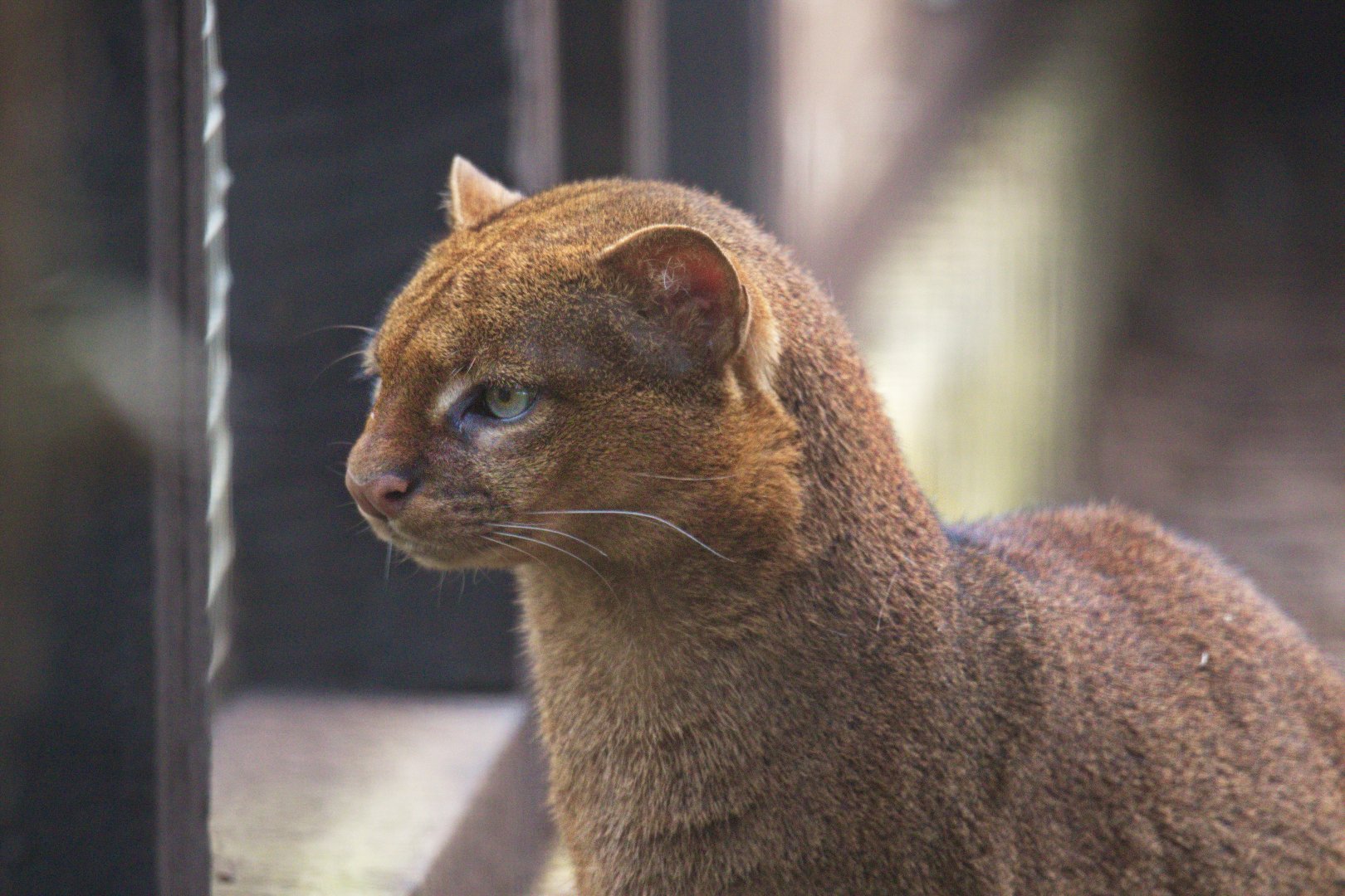 Jaguarundi / Hamerton / 28-3-19