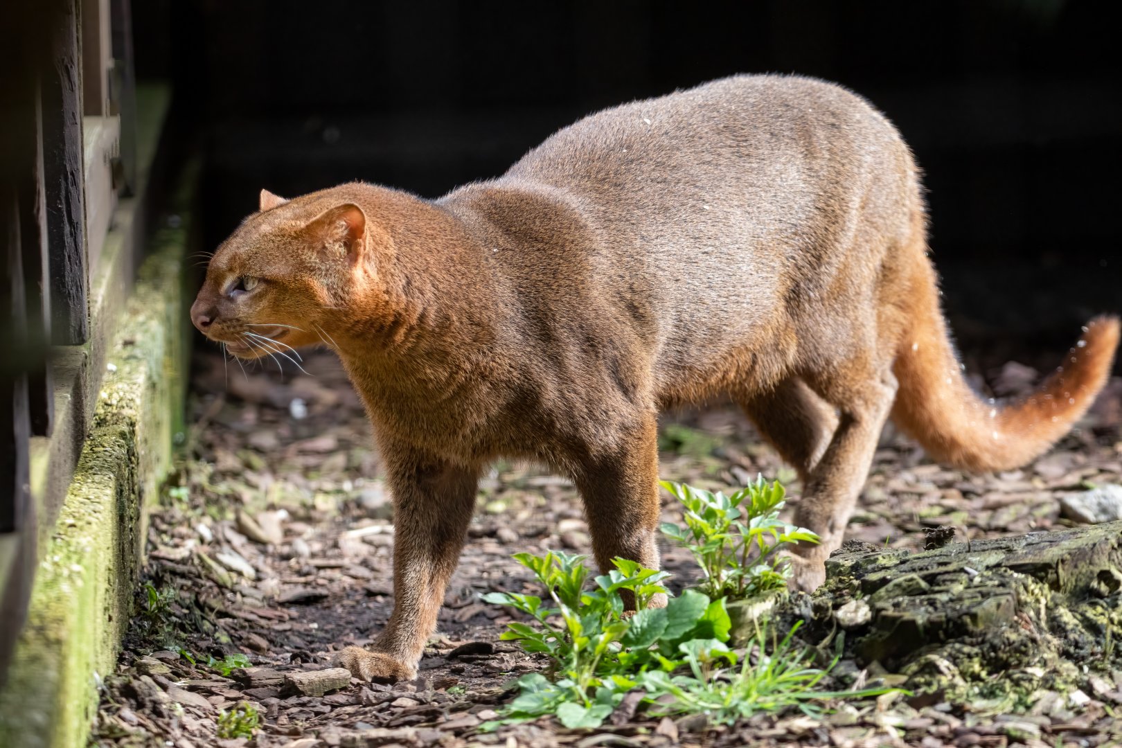 Jaguarundi / Hamerton / 3-3-20