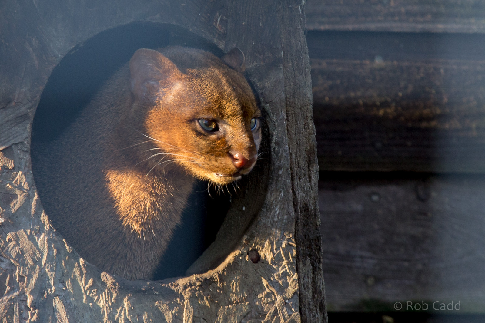 Jaguarundi : Hamerton : 31 Dec 2014
