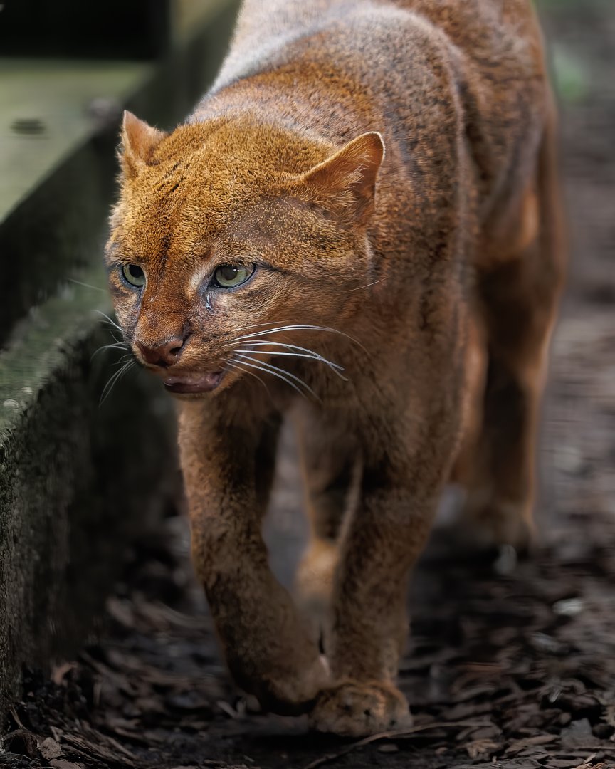 Jaguarundi / Hamerton