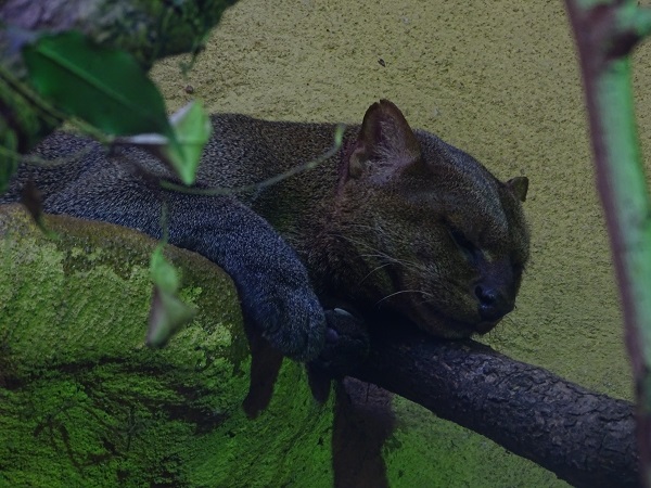 Jaguarundi (Herpailurus yagouaroundi) (07/22)