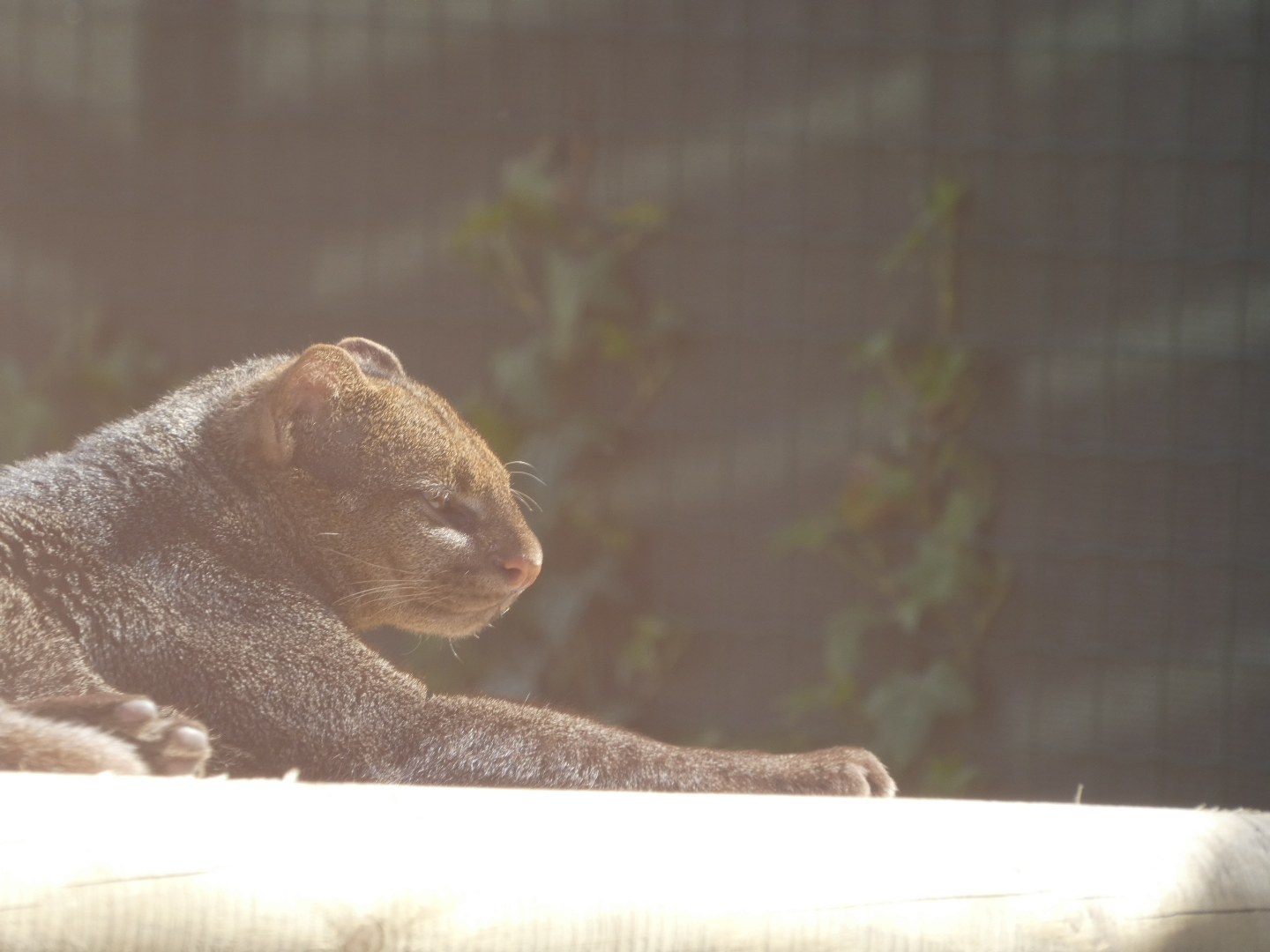 Jaguarundi (Herpailurus yagouaroundi) - Bio-Topia Fort-Mardyck