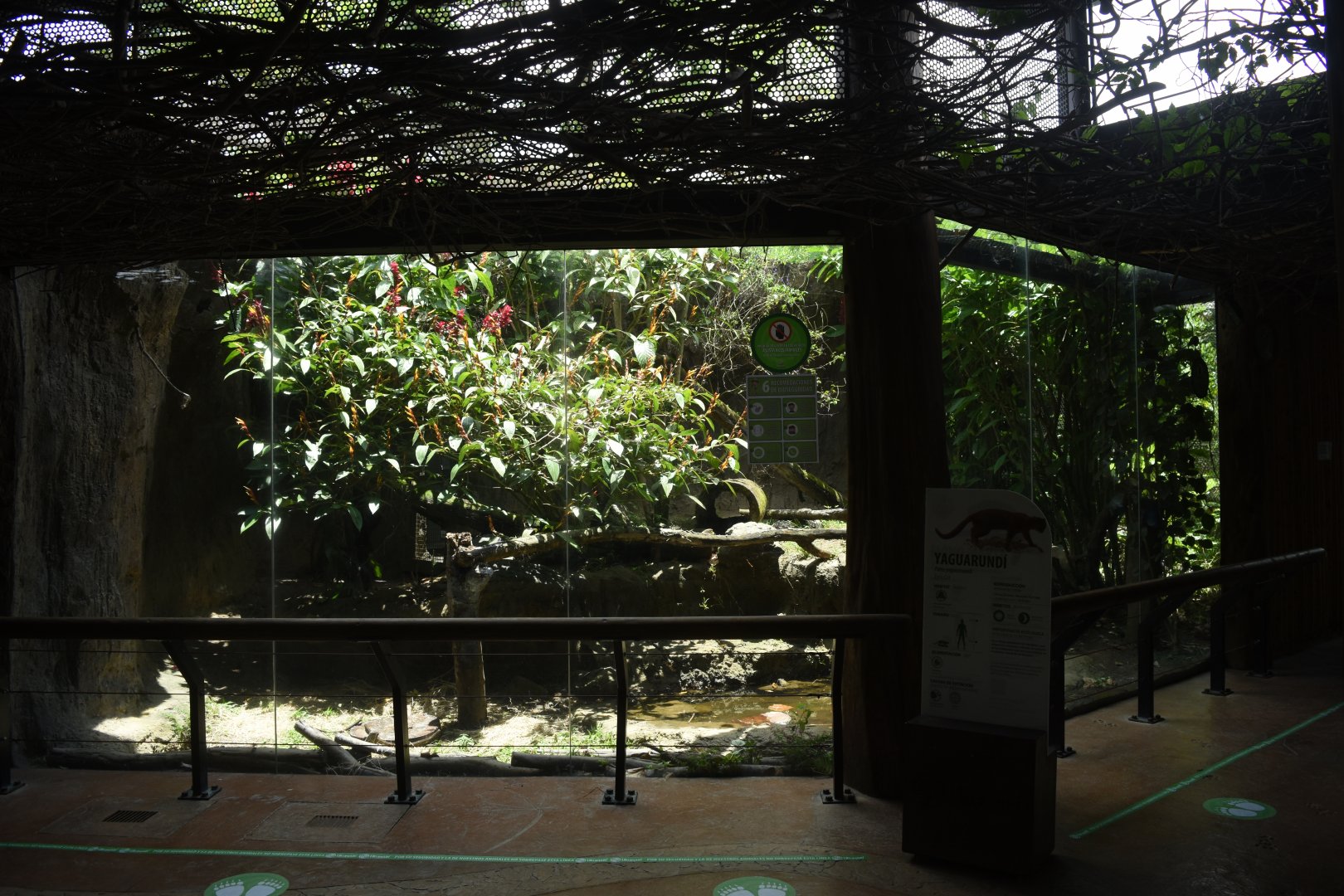 Jaguarundi (Herpailurus yagouaroundi) exhibit