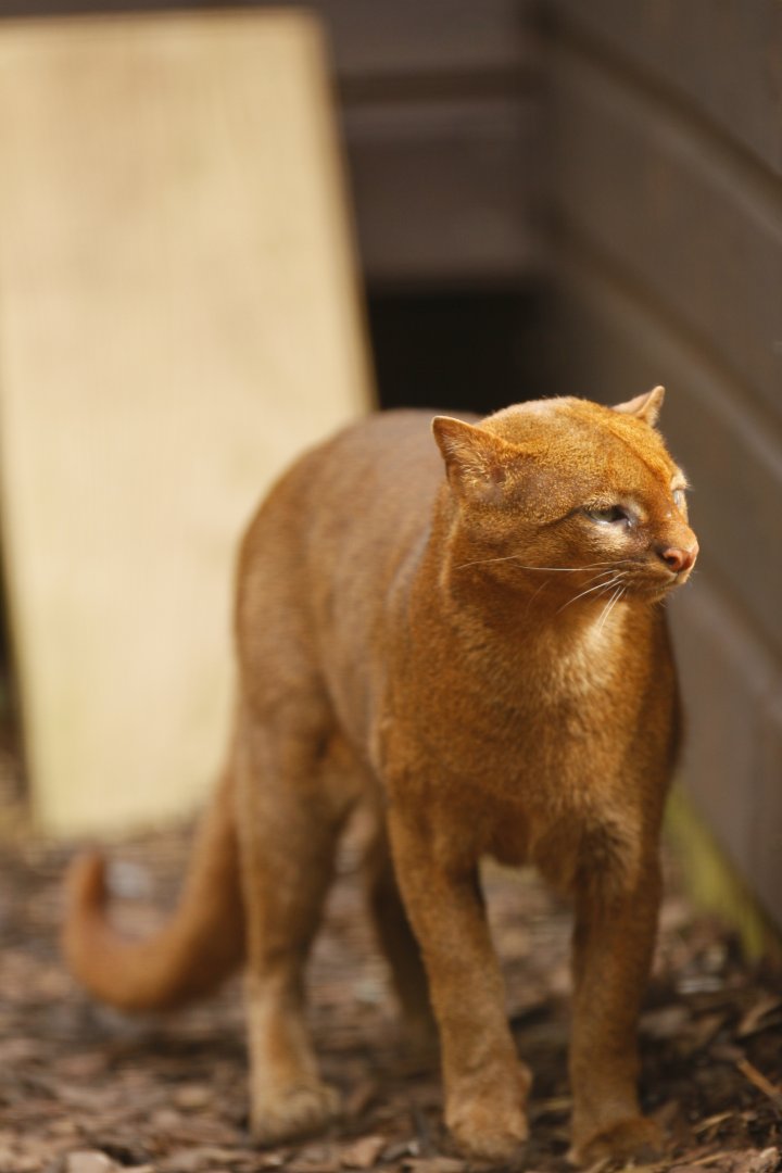Jaguarundi (Herpailurus yagouaroundi)