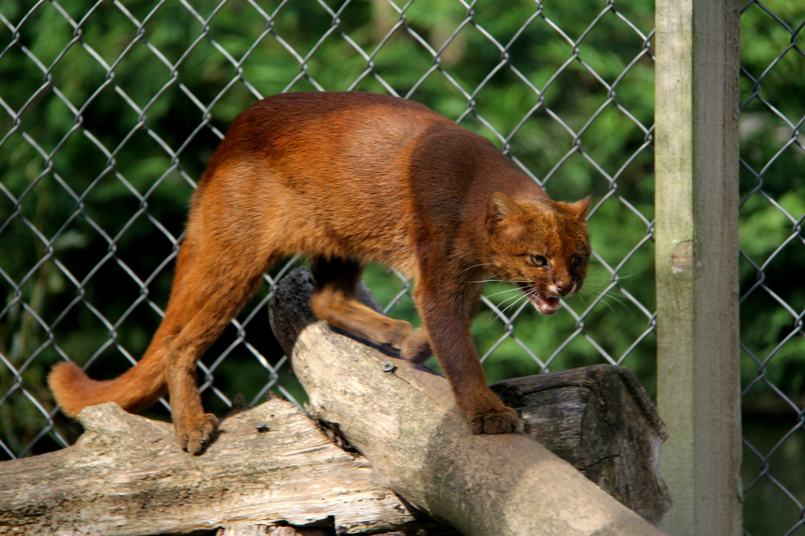 jaguarundi (Herpailurus yagouaroundi)